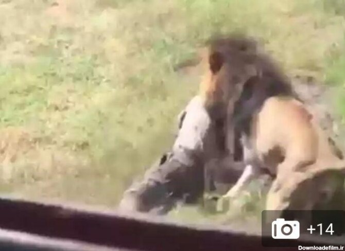 لحظه وحشتناک حمله مرگبار شیر به صاحبش +عکس