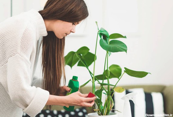 بهترین کود برای گیاهان آپارتمانی | ایران گرولایت