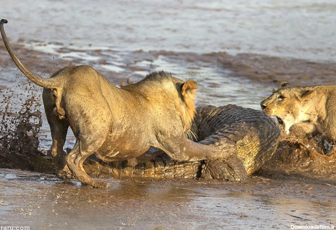 فرارو | (تصاویر) جنگ شیر و تمساح بر سر لاشه فیل