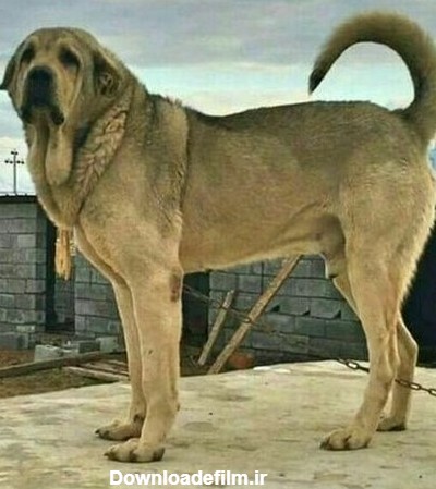 عکس سگ عراقی