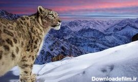 مشرق نیوز - عکس های زیبا از طبیعت و حیات وحش ۲۰۲۲