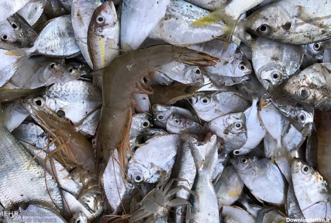 صید ماهی و میگو در جزیره قشم (عکس)