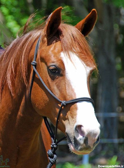 نژاد اسب کوارتر آمریکایی - هورس پدیا