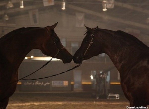 جشنواره نمایش اسب های زیبای نژاد عرب برگزار شد - تسنیم