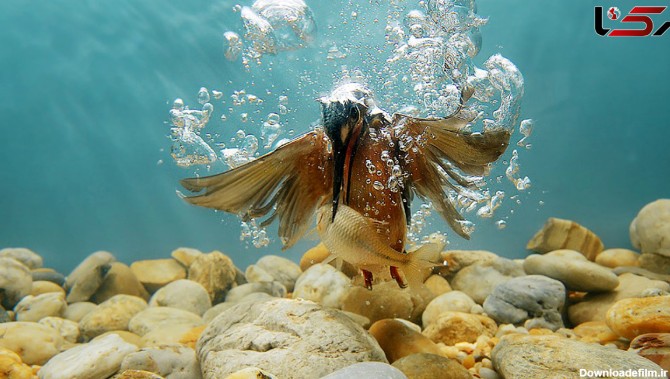عکس متفاوت از مرگ ماهی در زیر آب