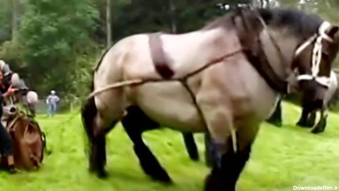 عکس) عجیب‌ترین اسب دنیا، سنگین‌تر از یک ماشین!