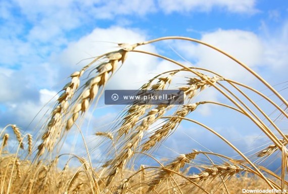تصویر با کیفیت از گندمزار و خوشه های طلایی گندم در آسمان آبی با ...