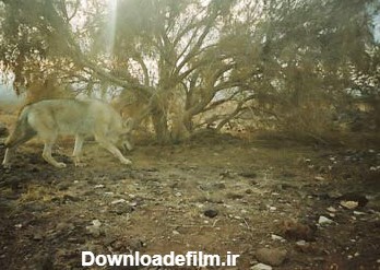 گرگ ایرانی - پارک ملی کویر