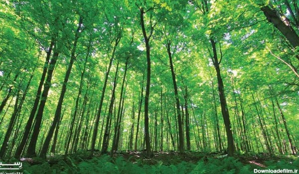 عکس جنگل جیغ