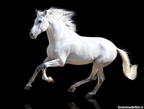 عکس با کیفیت از یورتمه رفتن یک اسب سفید با پس زمینه مشکی
