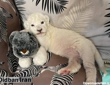 هیر و دنا صاحب یک توله شیر سفید شدند+ عکس