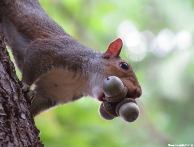 چرا سنجاب بلوط می کارد؟