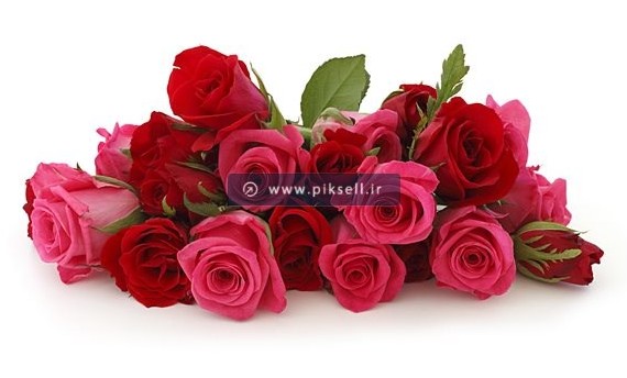عکس با کیفیت از دسته گل های طبیعی رز صورتی و قرمز