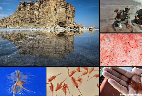 جدال تنها موجود زنده دریاچه ارومیه برای بقا/تنها یک راه وجود ...