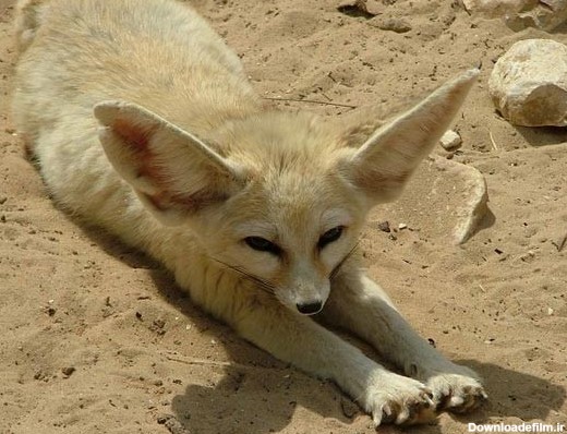 عکسهایی از روباه زیبای صحرا - جهان نيوز