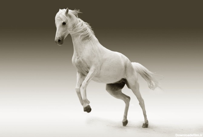 عکس اسب رنگ سفید