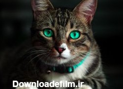 عکس زمینه گربه قهوه ای با چشمان سبز