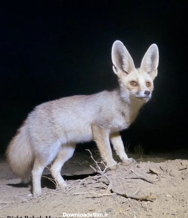 عکس زیباترین روباه ایران را ببینید ! / شاه روباه جذاب ایرانی !
