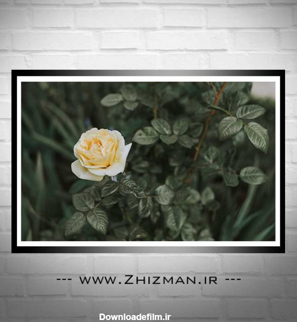 دانلود عکس تک شاخه گل رز نباتی - خدمات چاپ و طراحی ژیزمان|zhizman.ir