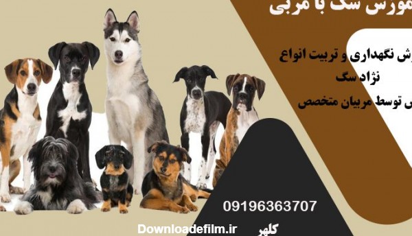 کلهر مربی آموزش سگ در تهران