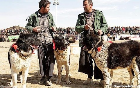 معرفی نژاد سگ قهدریجانی؛ سگ نگهبان ایرانی - پت پُرس