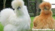 معرفی 5گونه از محبوب ترین مرغ و خروس های زینتی دنیا