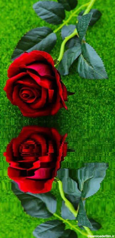 عکس متحرک گل رز قرمز برای پروفایل | گیف گیف