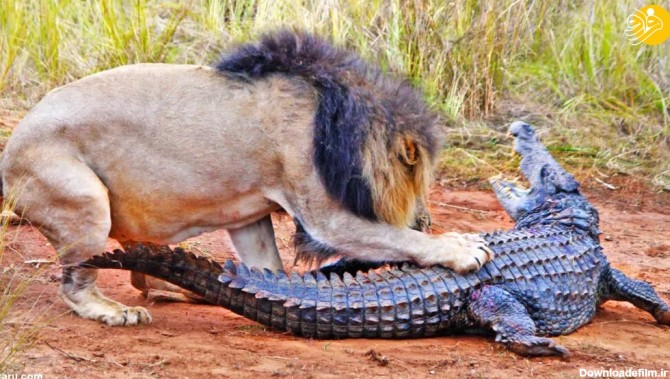 فرارو | (ویدئو) حمله باور نکردنی گله شیرها به یک تمساح