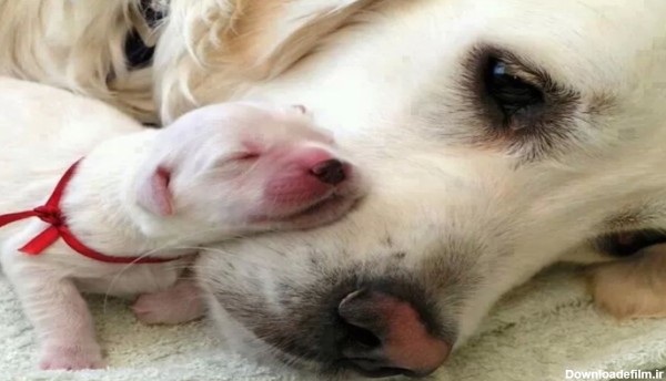 سگ چگونه از بچه هایش نگهداری میکند - دهکده حیوانات