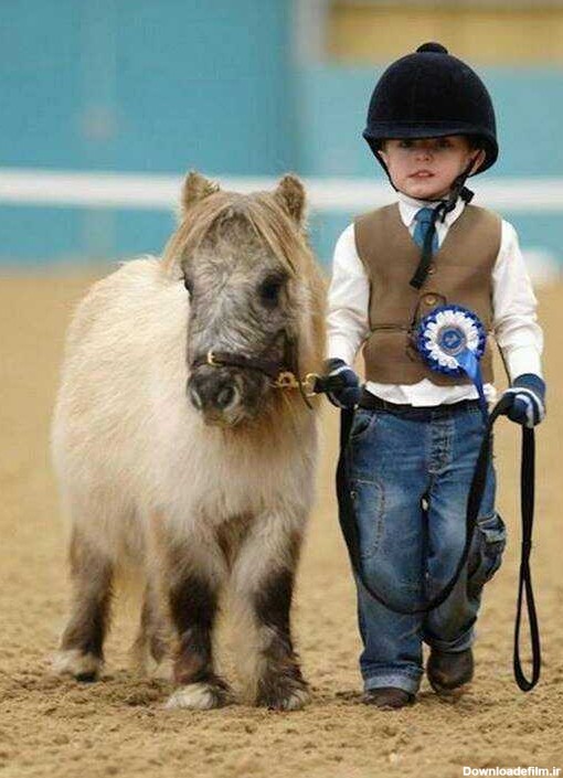 سایز کوچک اسب و اسب سوار - عکس ویسگون