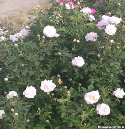 نهال گل محمدی سفید