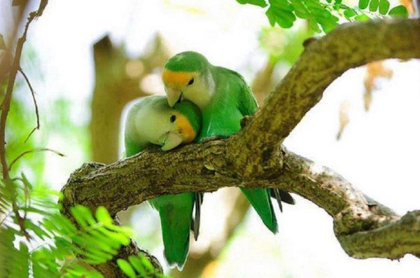 عاشقانه ی طوطی ها - عکس ویسگون