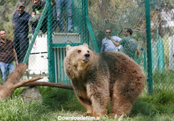 شیر و خرس باغ وحش موصل به اردن رفتند + تصاویر | خبرگزاری بین ...