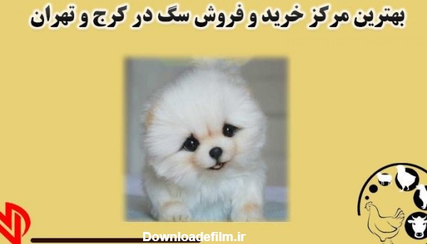 بهترین مرکز خرید و فروش سگ در کرج و تهران