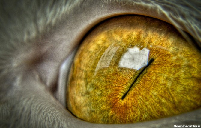 عدسی چشم گربه‌ها از انسان‌ها بزرگتر است ضمناً نور دوبار از شبکیه‌ی چشم گربه‌ها می‌گذرد یعنی شبکیه‌ی آن‌ها دو برابر شانس بیشتری جذب نور را دارد.