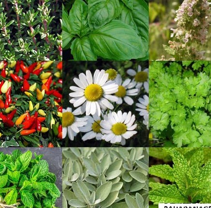 10 گیاه دارویی مناسب اقلیم ایران | فروشگاه بهاران