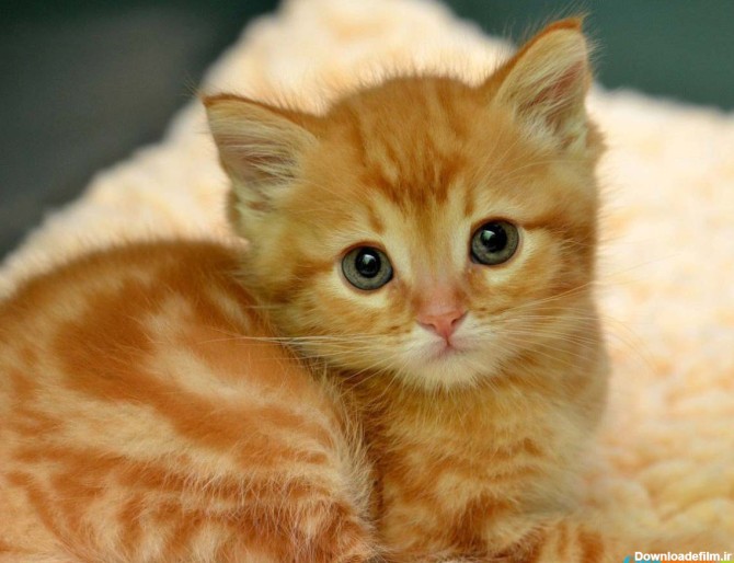 عکاسی گربه ⭐️| 4 قانون طلایی عکاسی از گربه های دوست داشتنی