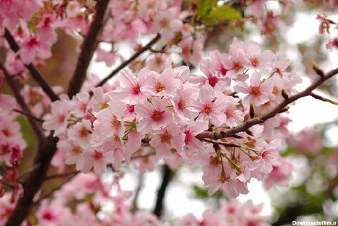 قشنگترین تصاویر فصل بهار