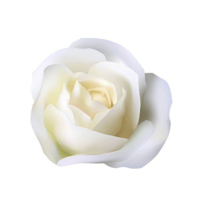 دانلود طرح گل رز سفید