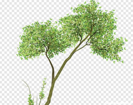 دانلود فایل png تصویر ترانسپرنت دوربری شده درخت سبز