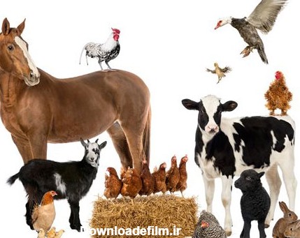 عکس با کیفیت از مجموعه حیوانات موجود در مزارع کشاورزی