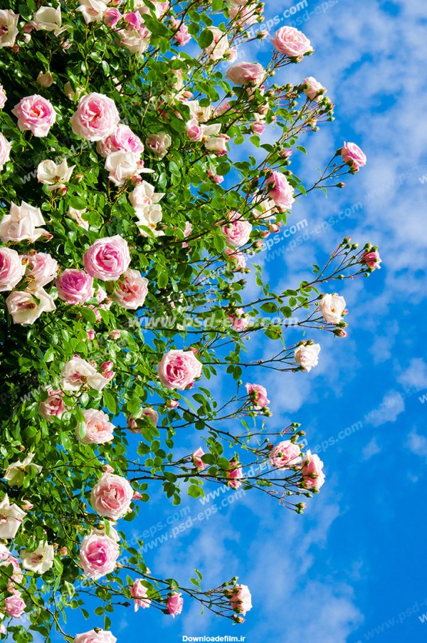 عکس با کیفیت تبلیغاتی بوته گل های رز صورتی و آسمان آبی - لایه باز ...