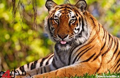 عکس های زیبا از حیوانات وحشی