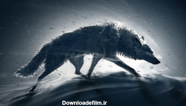 عکس گرگ در کولاک زمستانی wolf storm