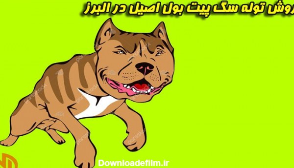 فروش توله سگ پیت بول اصیل در البرز