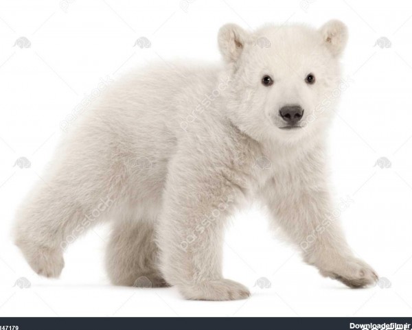 توله خرس قطبی ارسوس maritimus 3 ماه راه رفتن با پس زمینه سفید 1147179