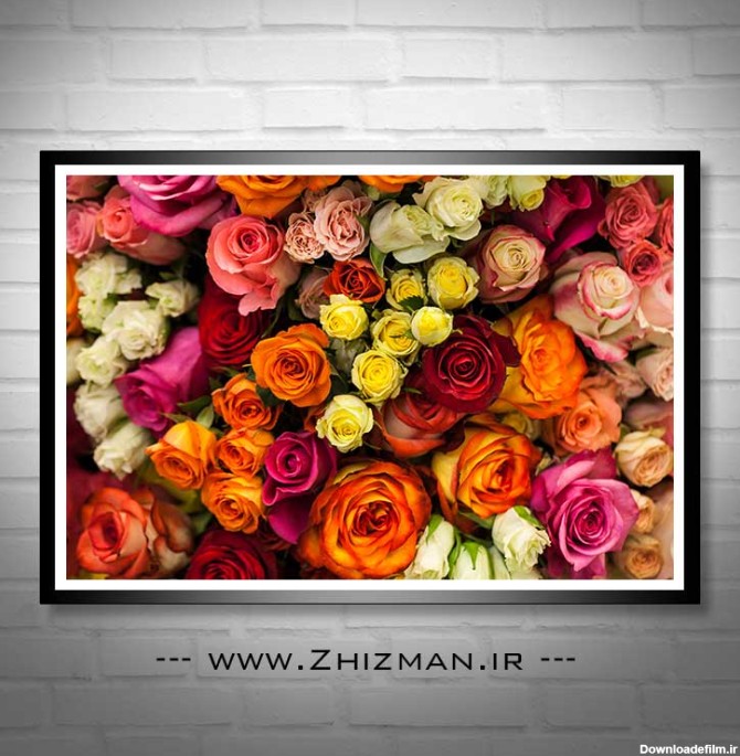 عکس انواع گل رز - خدمات طراحی و چاپ ژیزمان | zhizman.ir