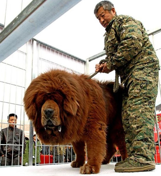 تصویر/ سگ 450 کیلویی در چین