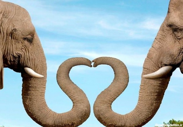 آیا فیل ها یک بار عاشق می شوند؟