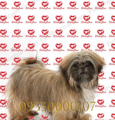 قیمت سگ شیتزو دو ماهه p115 (100% با ضمانت کیفیت )